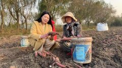 <b>安徽泗县：“慧”心巧织财产链 “佳”业带富众</b>